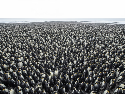 Penguin Colony